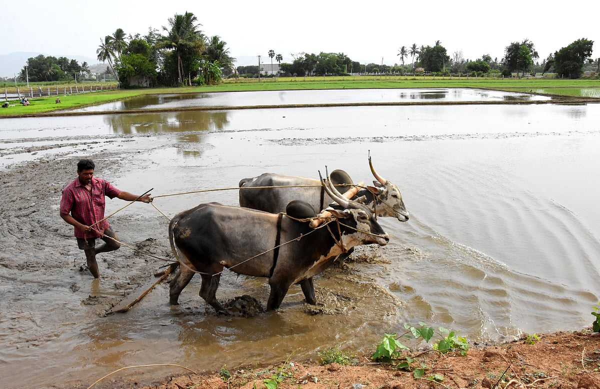 ഇന്ന് ചിങ്ങപ്പുലരി; മലയാളികൾക്ക് പുതു നൂറ്റാണ്ട്